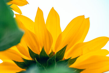 sunflower in the garden