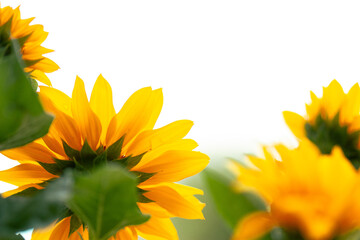 sunflowers on a white background