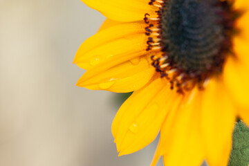 yellow sunflower close up