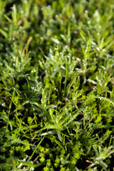 Morning dewdrops on blades of grass