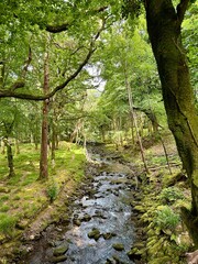 Obraz premium Bachlauf in Irland