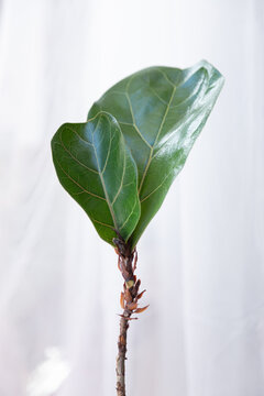 Two fiddle fig leaves (also known as ficus lyrata) on a stem. All other leaves dropped. Bright white background, soft feeling.