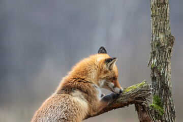 A fox climbing a branch