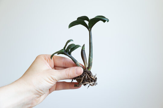 Closeup of a fresh green sprout of a zamiovulcas zamiifolia showing growth, leaves and roots, held in hand in front of a white background.