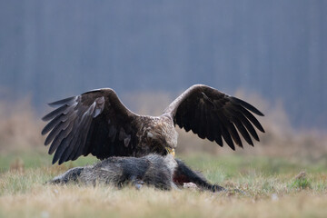 An eagle tearing apart a wild boar in a meadow