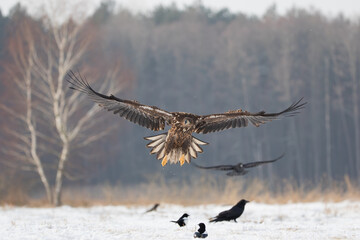 A white-tailed eagle and a raven flying over a snow-covered meadow and other birds