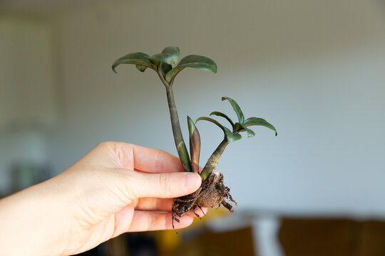 Closeup of a fresh green sprout of a zamiovulcas zamiifolia showing growth, leaves and roots, held in hand.