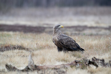 White-tailed eagle in a meadow on dry grass