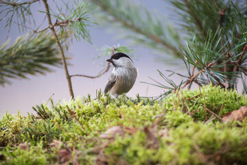 Black-capped titmouse on green moss