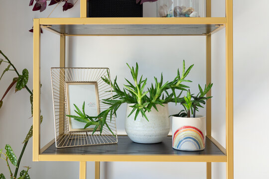 Open golden shelf showing lush green plants, aloe, zamioculcas zamiifolia, begonia maculata, in white plant pots, one of them with a selfmade rainbow design.