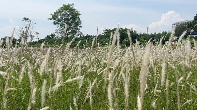 White cogon grass field blowing in the wind on a sunny day