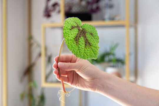 Single Begonia Rex leaf showing roots held in hand in front of a open golden shelf showing more green plants in a modern environment.