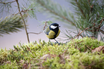 Great tit among moss and pine twigs
