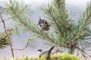 Crested tit on a pine branch