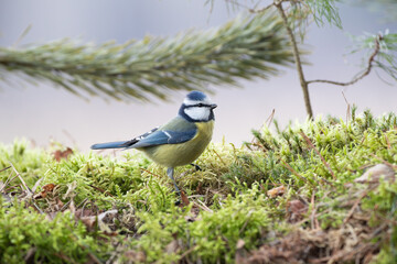 Blue Tit sitting on the moss