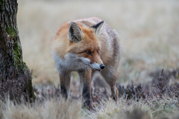 A fox next to a tree stump, looking warily