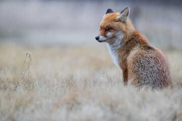 A lazy fox sitting on a warm autumn meadow