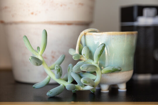 Soft pastel colored succulent in mint planter