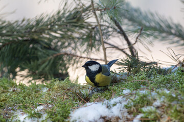 A great tit sitting on frozen moss