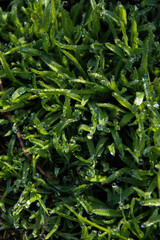 Close up of blades of grass covered in dew drops