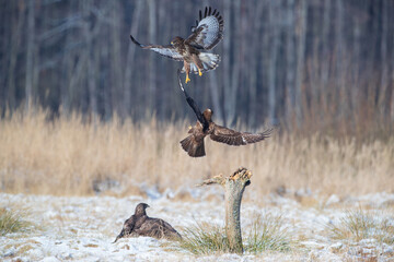 Buzzards aerial fights on a sunny day