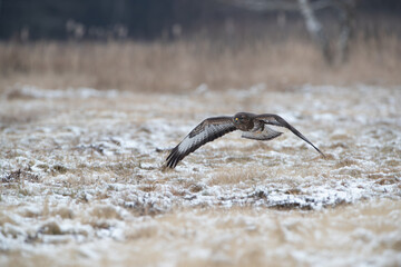Buzzard soaring over a snow-covered meadow