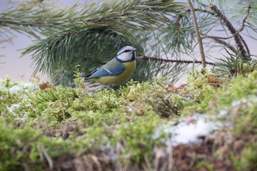 Blue Tit on moss in winter