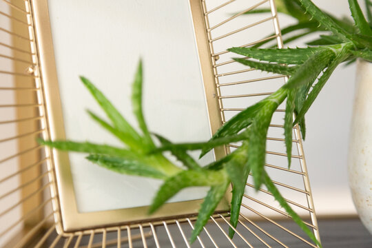 Closeup of an fresh green aloe plant in front of a modern golden picture frame with copyspace and depth-of-field.