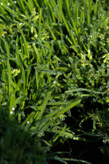 Morning dewdrops on blades of grass