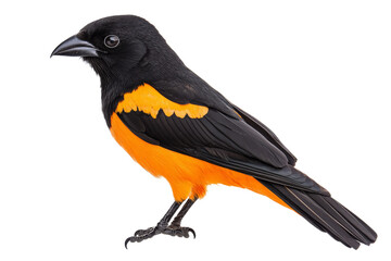 Colorful bird on a neutral backdrop