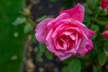 Close Up exposure of a Pink Roses covered in Dew, in a public garden in Christchurch, New Zealand