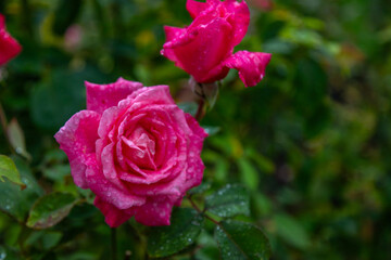 Close Up exposure of a Pink Roses covered in Dew, in a public garden in Christchurch, New Zealand