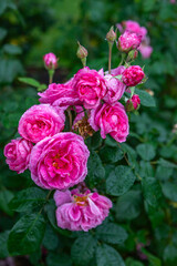 Close Up exposure of a Pink Roses covered in Dew, in a public garden in Christchurch, New Zealand