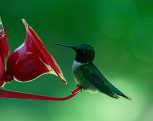 Hummingbird at Feeder