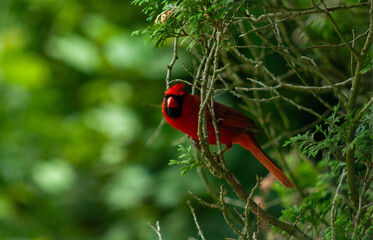 Cardinal In Tree