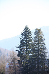 View of mountains covered by fir trees on bright sunny day, Beskidy, Poland