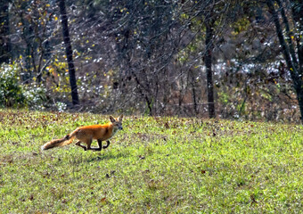 The Red Fox, Running in the Natural Habitat of Northern Florida