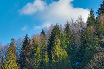 View of mountains covered by fir trees on bright sunny day, Beskidy, Poland