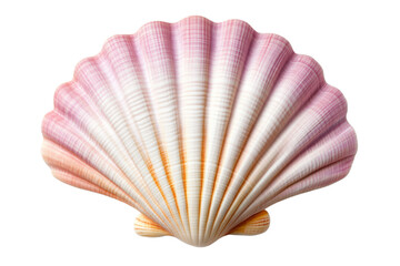 Beautiful pink and white scallop shell displayed