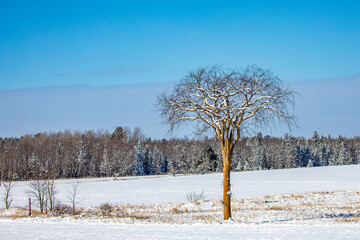 Lone elm tree in the middle of a snow covered Wisconsin field with a blue sky