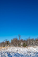 Wisconsin forest after a February snowfall with a blue sky