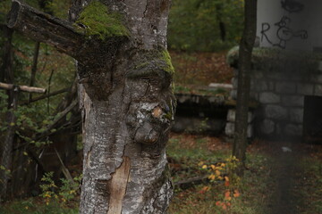 old tree trunk with moss
