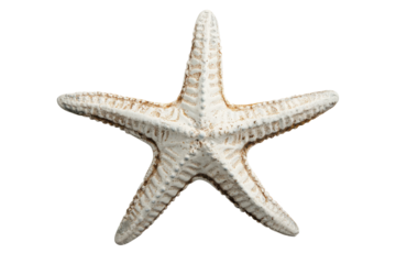 Five point starfish resting on a white surface