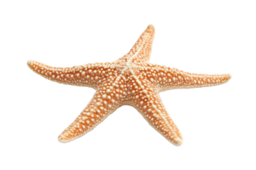 Starfish resting on a sandy ocean floor