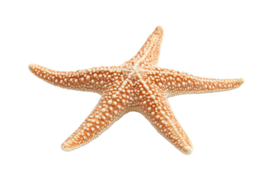 Starfish resting on a sandy ocean floor