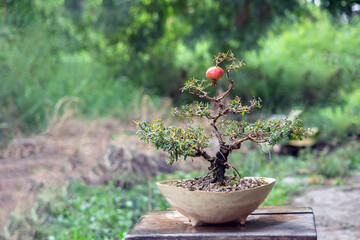 Dwarf pomegranate tree Make a bonsai and produce beautiful fruit