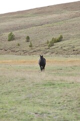 Black horse walking in the field