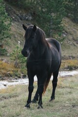 wild horse in the field
