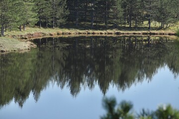 reflection of trees in water