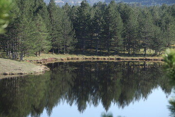 Lake  in the forest